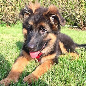 German Shepherd puppy runs in slow motion