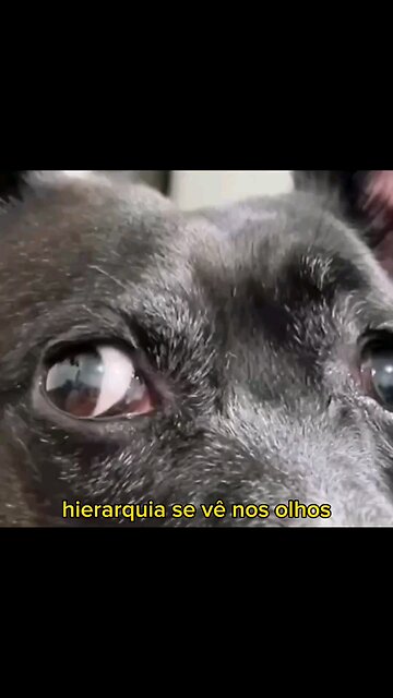 Boa tarde meus Girassóis amados 25/10/23