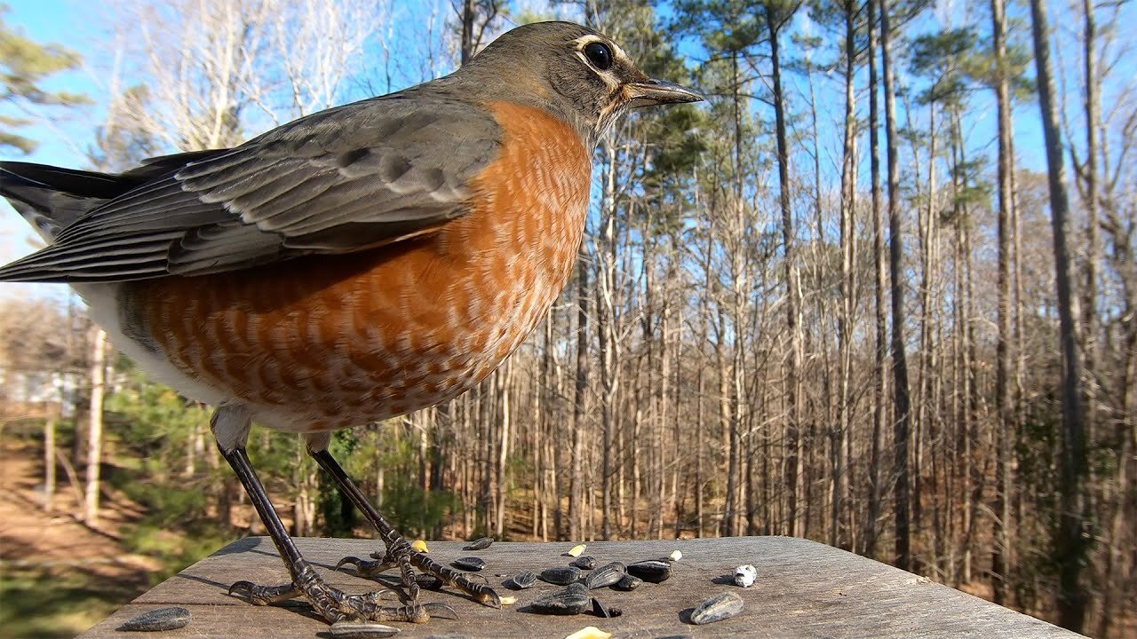 American Robin - Springtime - Watch Before your Next Bird Outing!