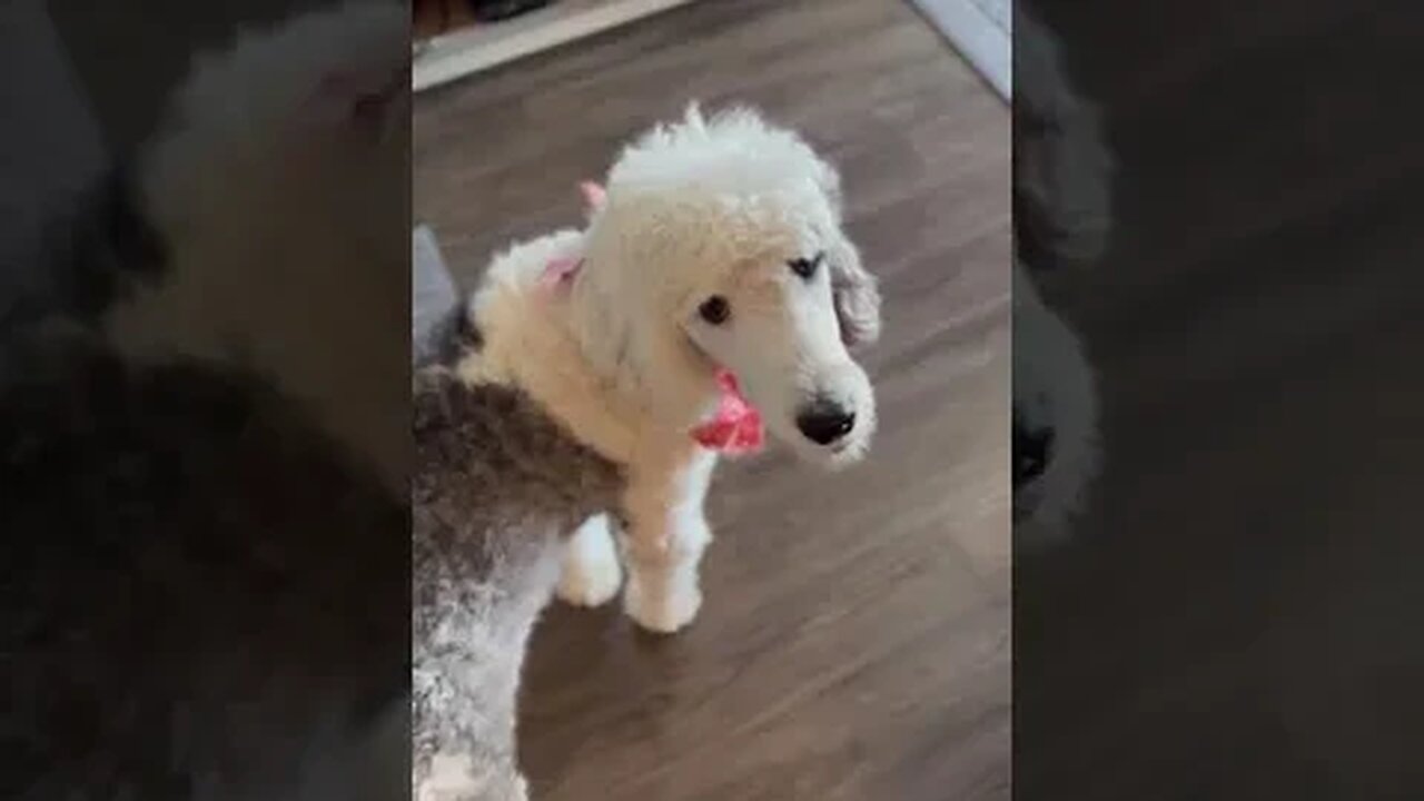 Maggie the stretching sheepadoodle #shorts