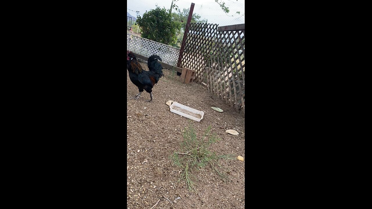 Rocky the rooster