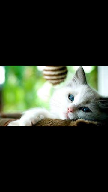 Try Not To Laugh - Dogs And Cats Reaction To Food #2- MEOW