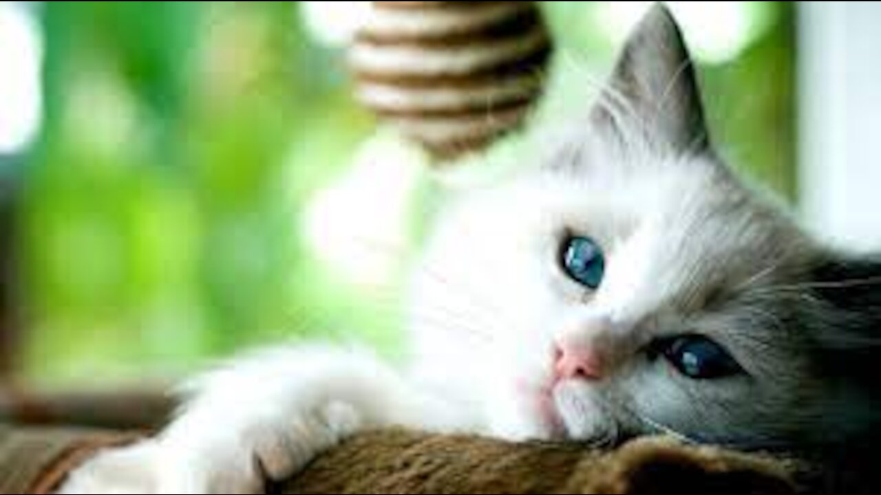 Try Not To Laugh - Dogs And Cats Reaction To Food #2- MEOW