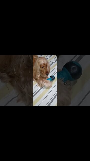 #dogshow , #animals , #dogs , #shorts