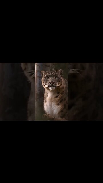 The world where animals once thrived is now disappearing.