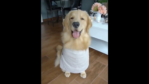 Golden Retriever dog cooks dinner