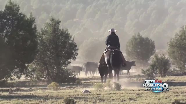 Ranchers consider reducing cattle to cope with dry winter