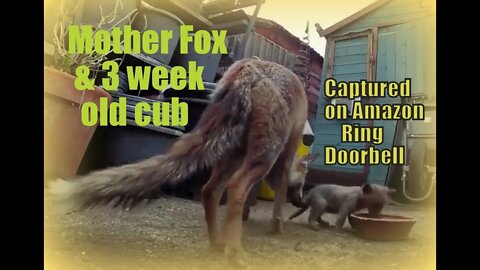 🦊Mother urban fox & her 3-week old cub caught on Amazon Ring Doorbell as they eat dog food together