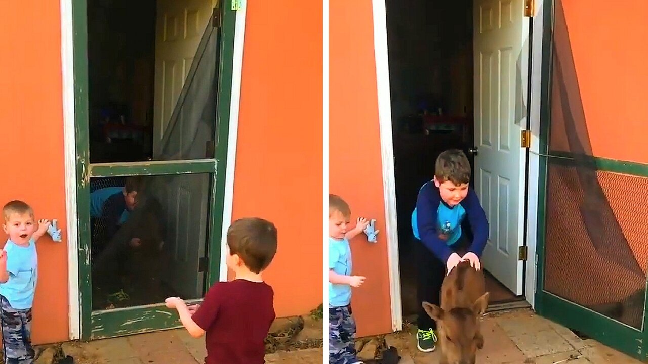 children playing with a goat