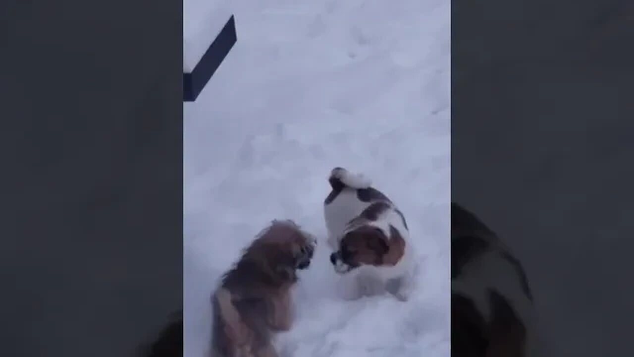 Cute little dog playing in the snow #shorts #dog #youtubeshorts