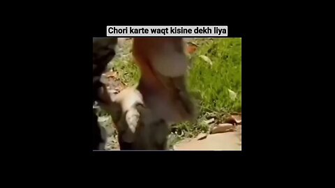 Pakda gaya funnyvideos