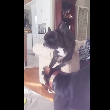 Epic mid-air dog collision captured in slow motion