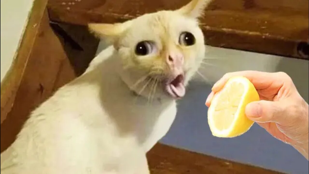 Funny Animal Videos 2022 😂 - Funniest Dogs And Cats Videos So Funny