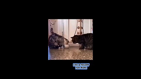 funny cat video