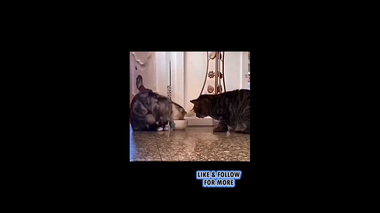 funny cat video