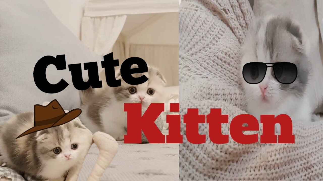 Cute Kitten | Video Short Leg cat-kimskann