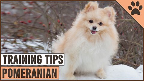 How To Train A Pomeranian