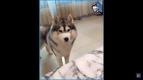 Jealous Husky finds out he's not the favorite child