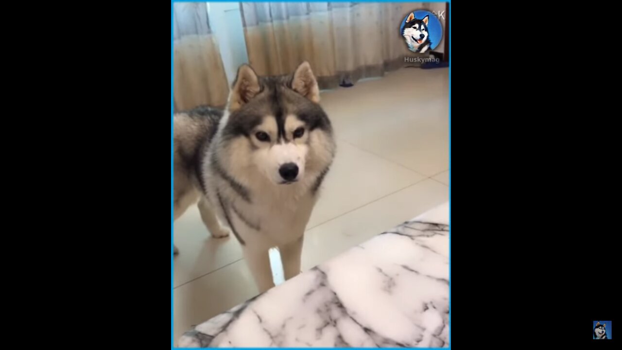 Jealous Husky finds out he's not the favorite child