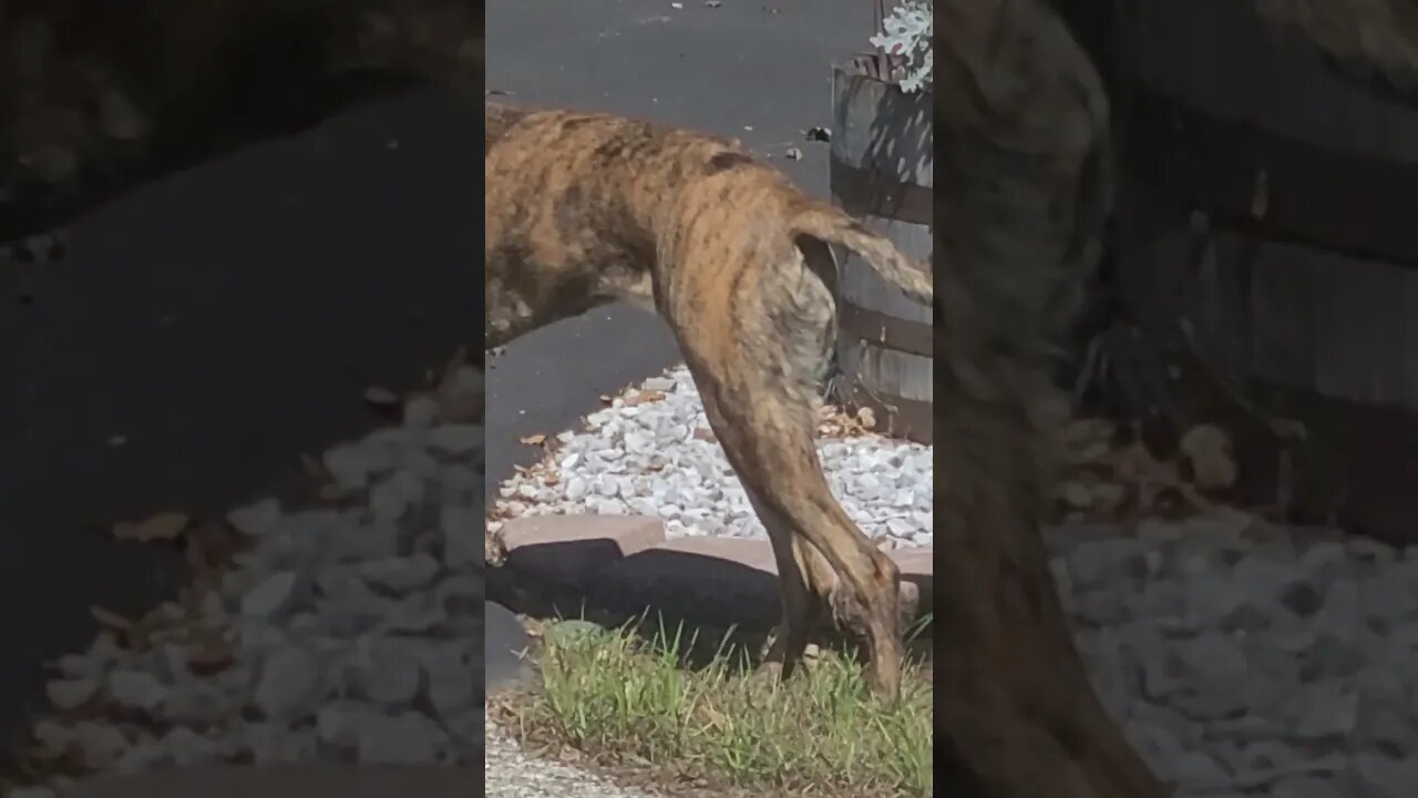 Marmaduke found #shorts