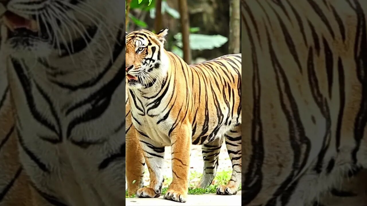 Relaxing Piano Music Animal World Tigers