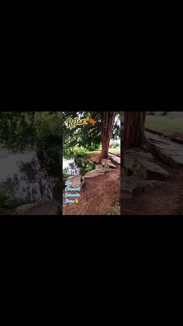 Relax🍂 #nature #naturelovers #naturespirit #trees #tree #stream #watersounds #cheltenham #wildlife
