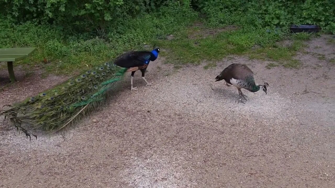 Peacock Dance Complete 2:20 & Screams High Quality HD, Pfau schlägt Rad , by Ute Neumerkel-10