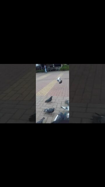 alimentando os pombos na praca pt10 #shorts