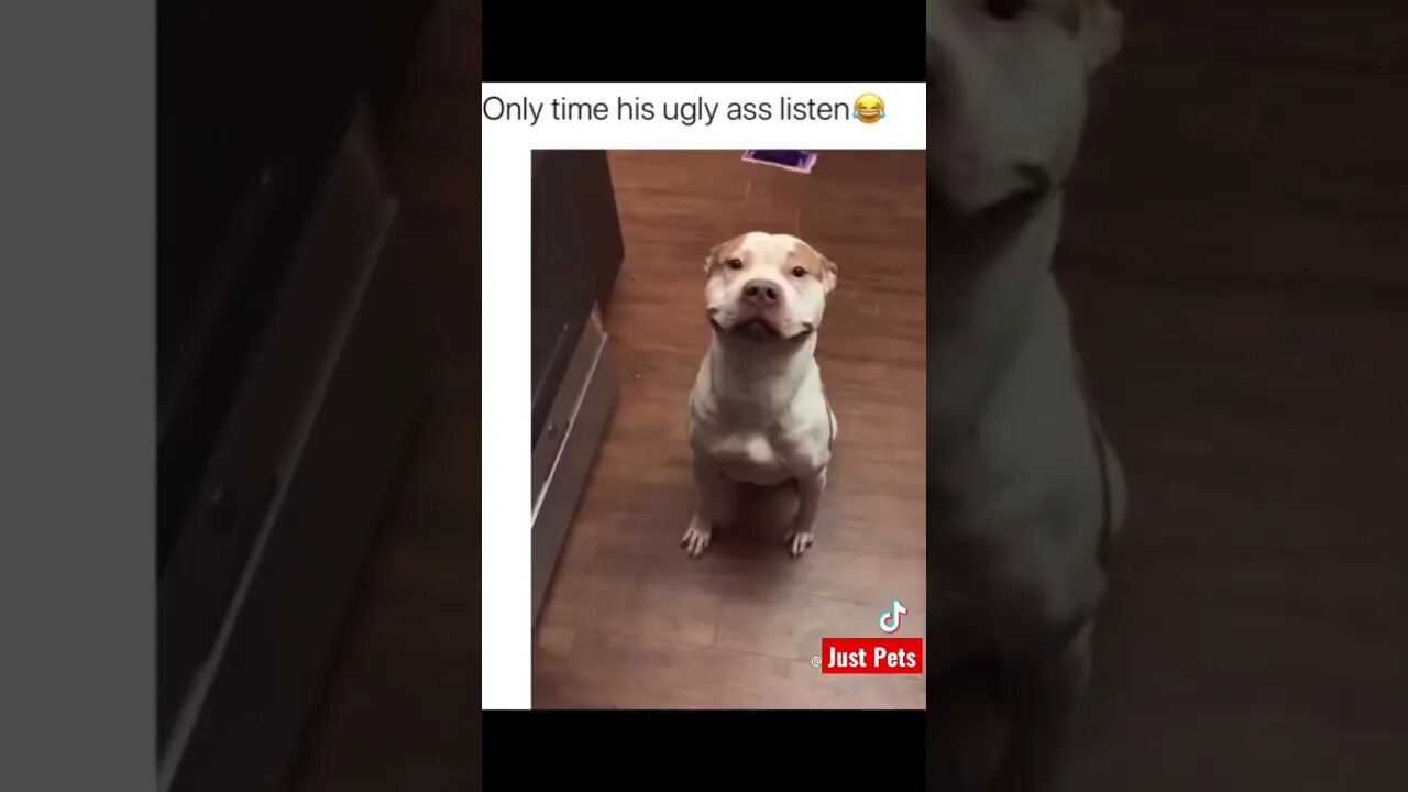 The look on dog’s face #shorts #tiktok #cute #funnyvideos #dog