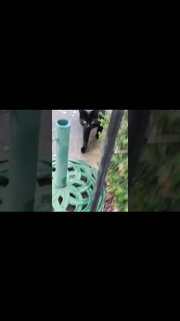 Wrong Place, Monkey ADHD @TheAspieWorld #autism #adhd #autismacceptance