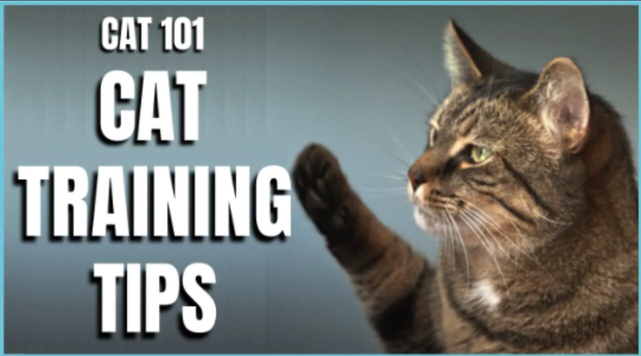 Cat Training tips - The Basics.