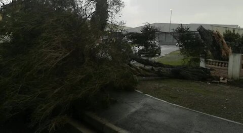 WATCH: Storm uproots trees across the Cape metropole (pqA)