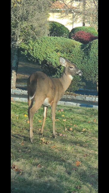 What u wanna eat Deer?