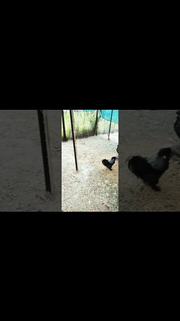 Good morning Silkies 5th November 2022