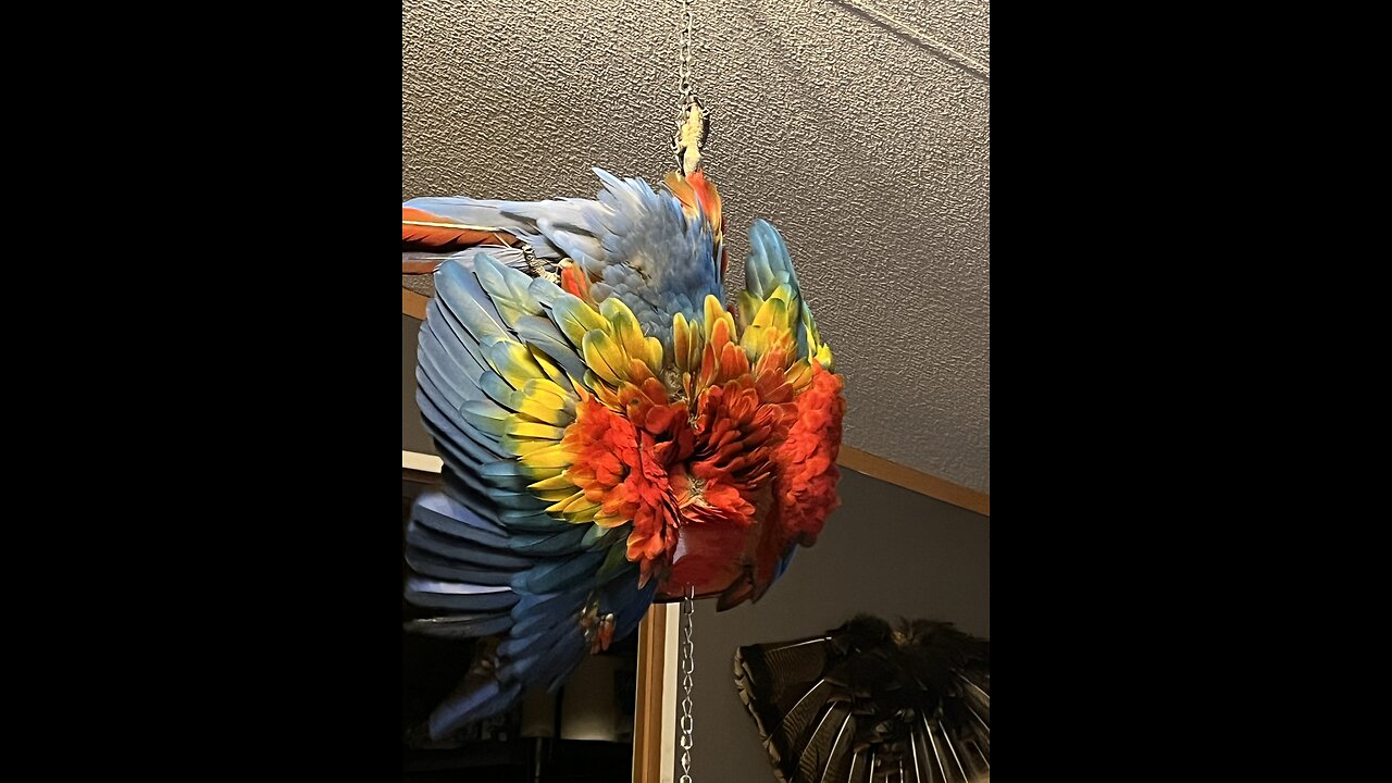 Sonny Boo boo my Ruby Macaw