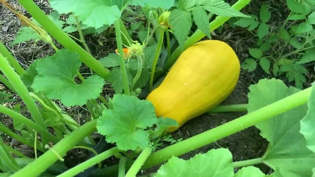 Hillbilly crossbreeding of Squash (2022)