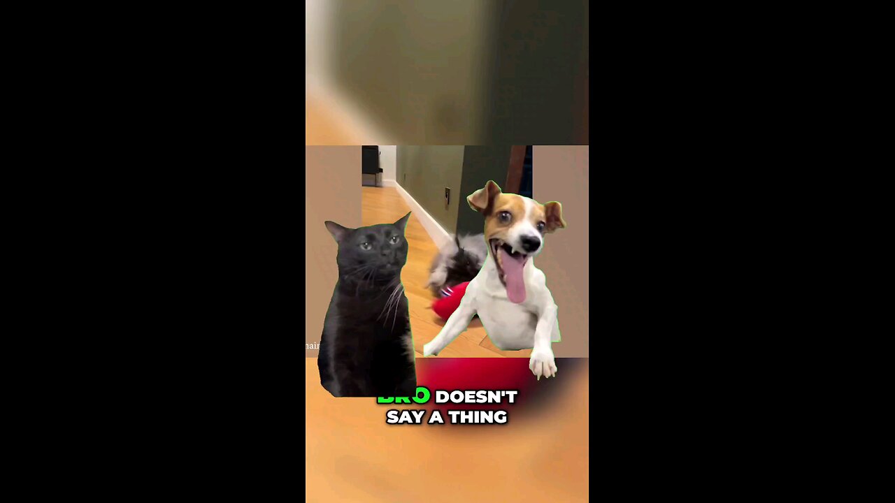 Funny Dogs And Cats Videos