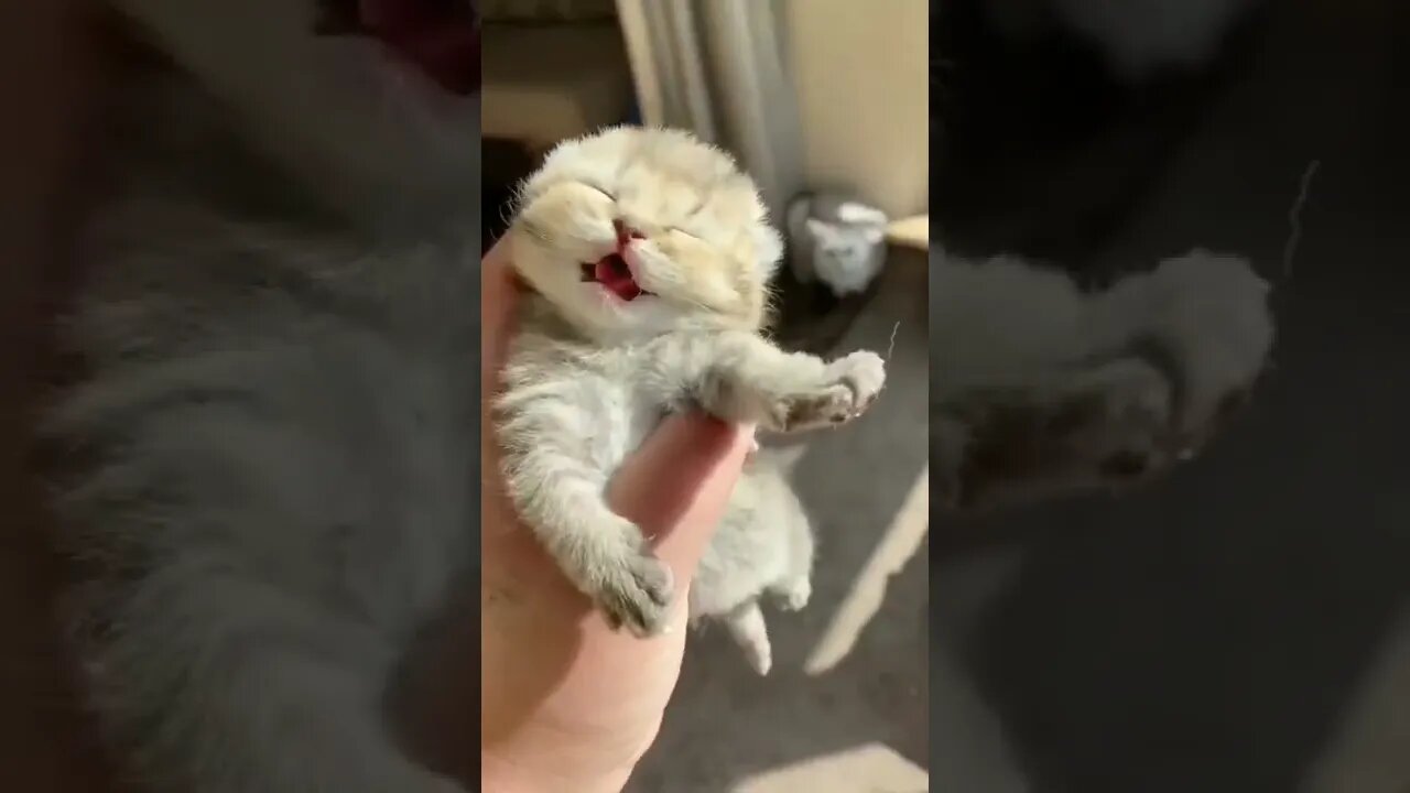 #cat #animals_world_2.0