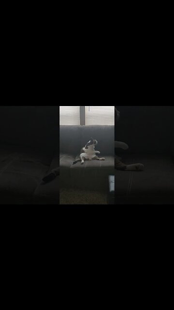 when your cat sit on the couch