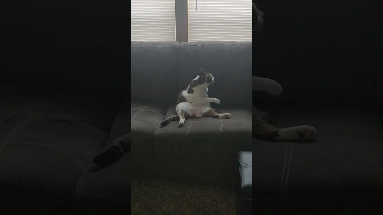 when your cat sit on the couch