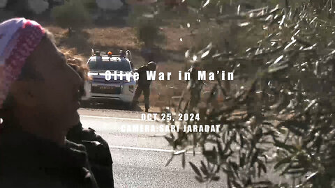 Olive War in Ma'in, south of West Bank of Palestine.
