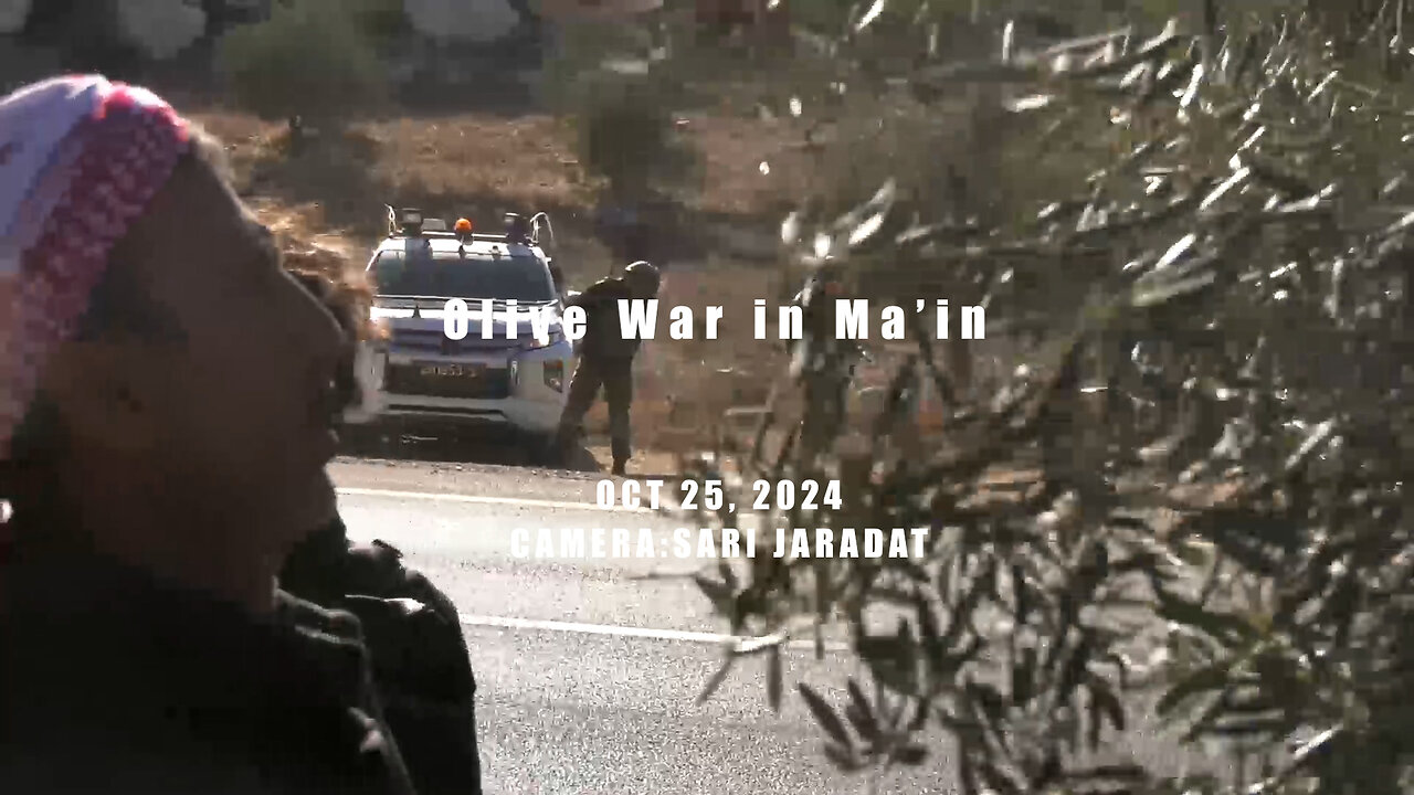 Olive War in Ma'in, south of West Bank of Palestine.