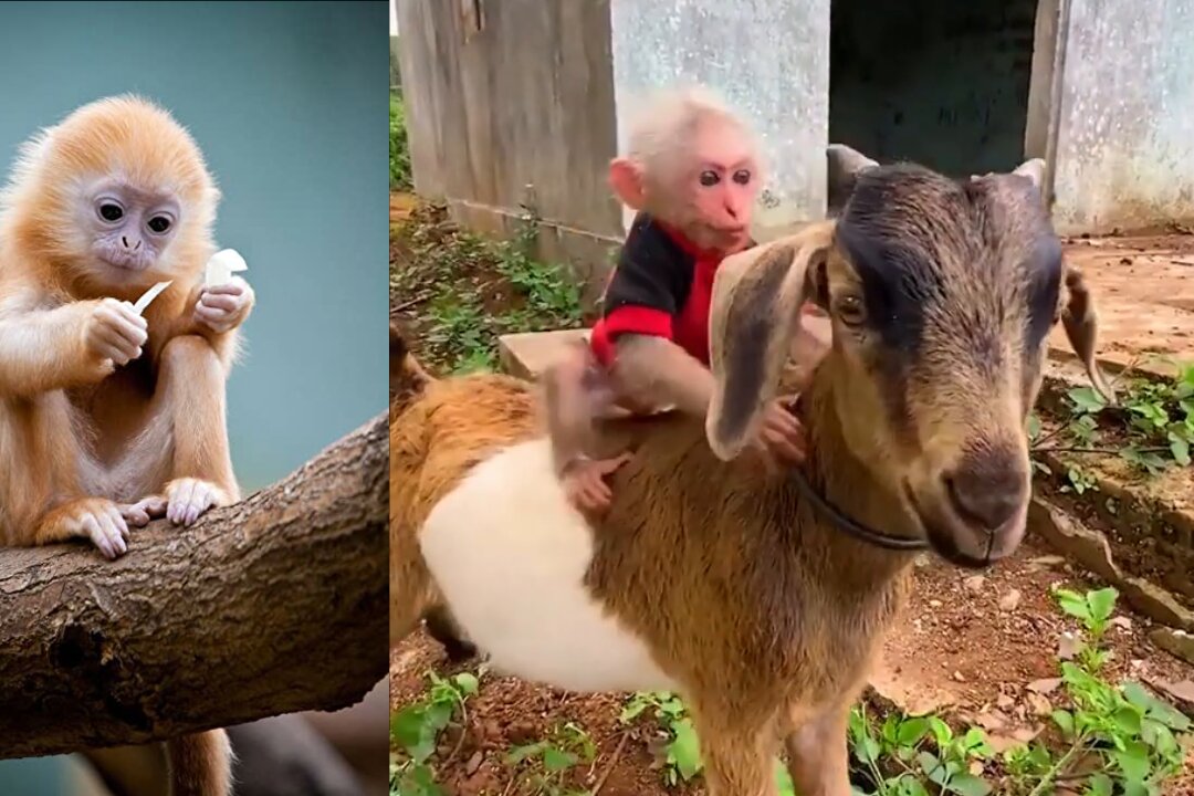 Little monkey having fun on a cute goat in green land