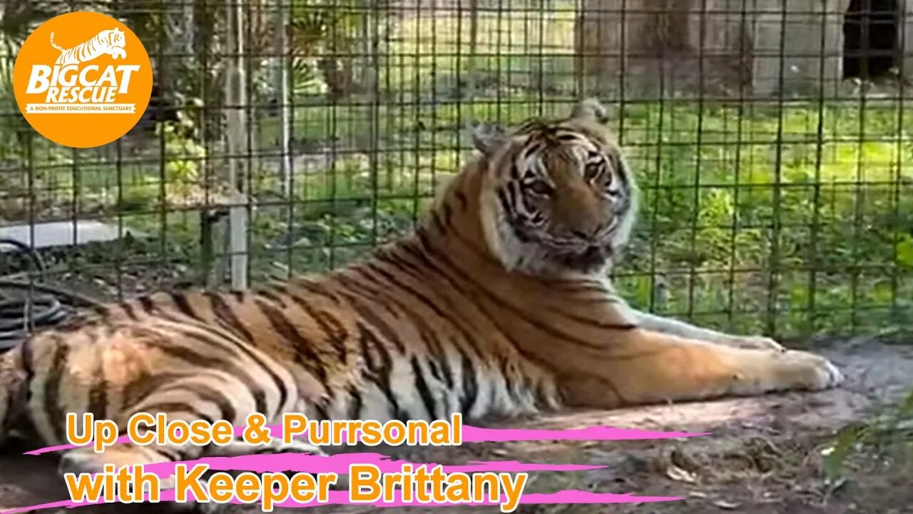 It’s Vacation Rotation moving cats day at Big Cat Rescue! 03 09 2023 -Kimba Tiger heads home