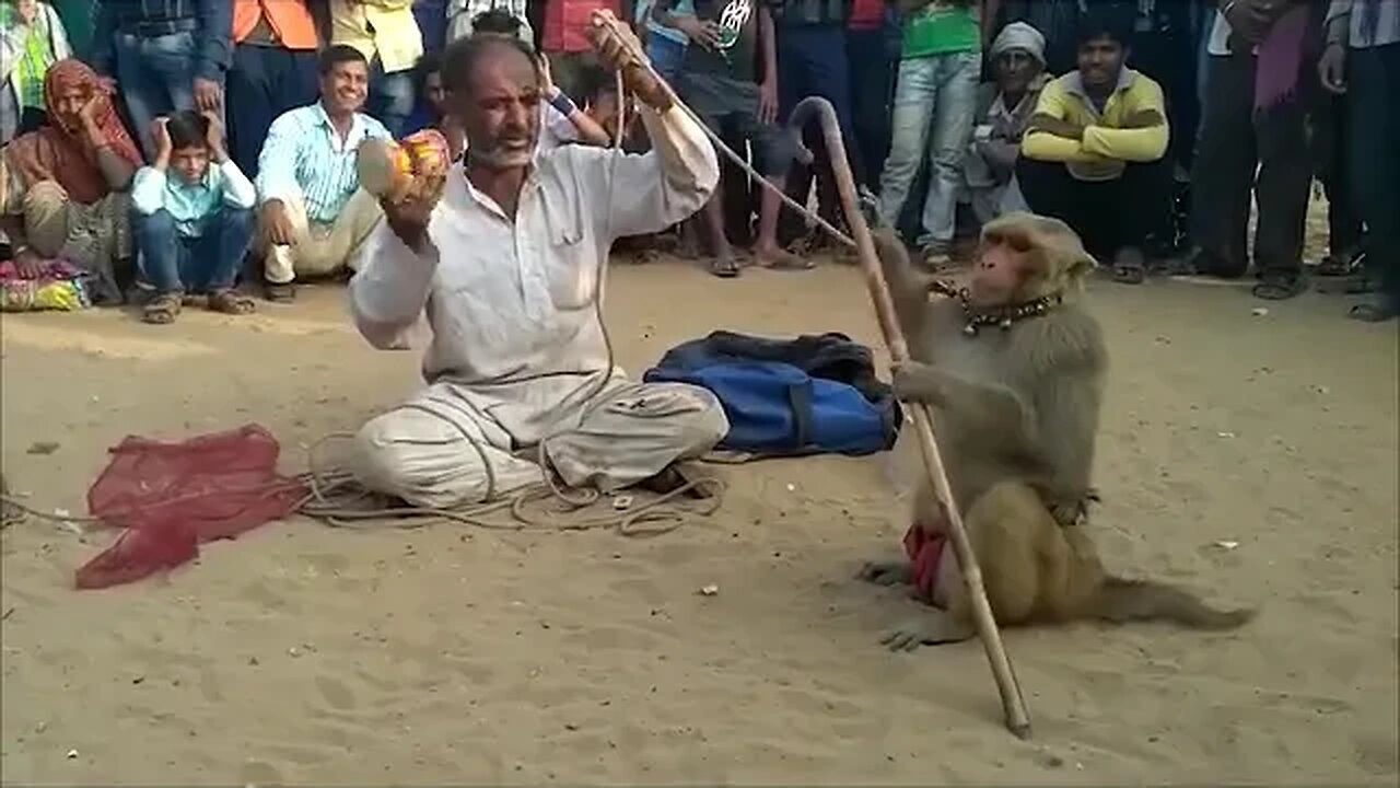 🐒Madari khel | monkey video🐒