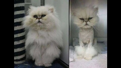 #petsgarden Funny and Cute Cat's Life 👯😺 Cats and Owners are the best friends Videos