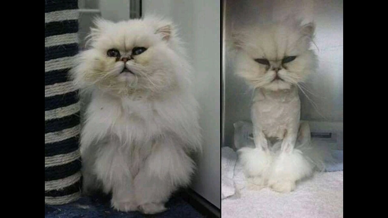 #petsgarden Funny and Cute Cat's Life 👯😺 Cats and Owners are the best friends Videos