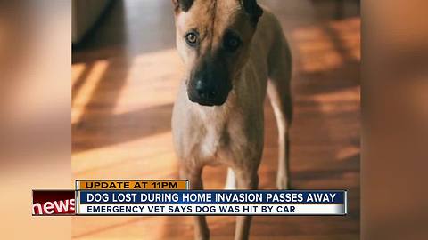 Dog that escaped during home invasion near USF put down after being hit by car