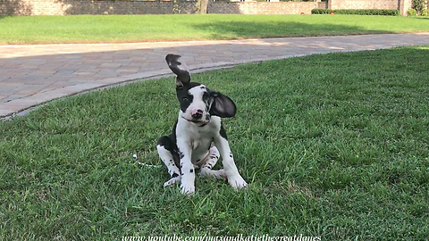 Great Dane Puppy Has the Longest Floppy Ears