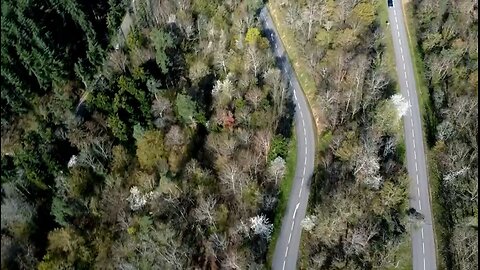 road in the forest